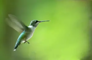 A hummingbird flying mid-air.